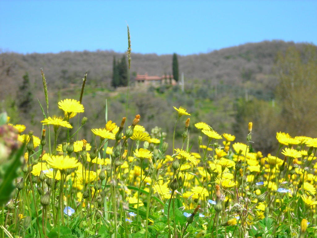 Allegro Agriturismo Argiano Arezzo Exterior foto