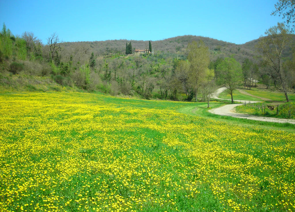 Allegro Agriturismo Argiano Arezzo Exterior foto